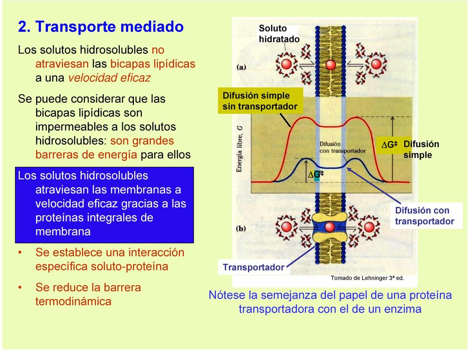 las proteínas integrales de membrana Se establece una interacción específica soluto-proteína Se reduce la barrera termodinámica Soluto hidratado Difusión simple sin
