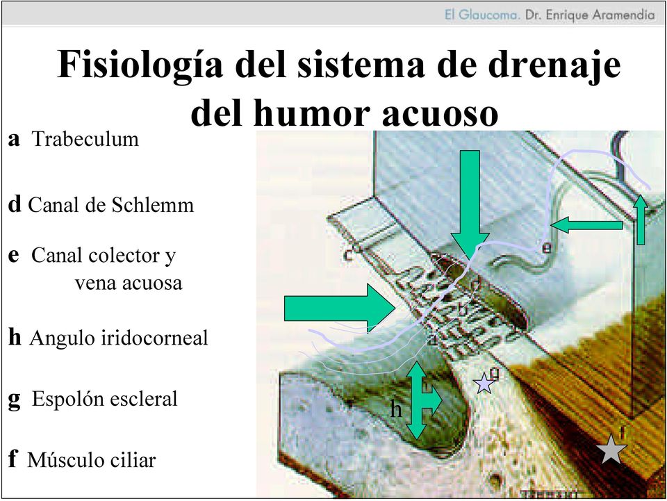 Schlemm e Canal colector y vena acuosa h