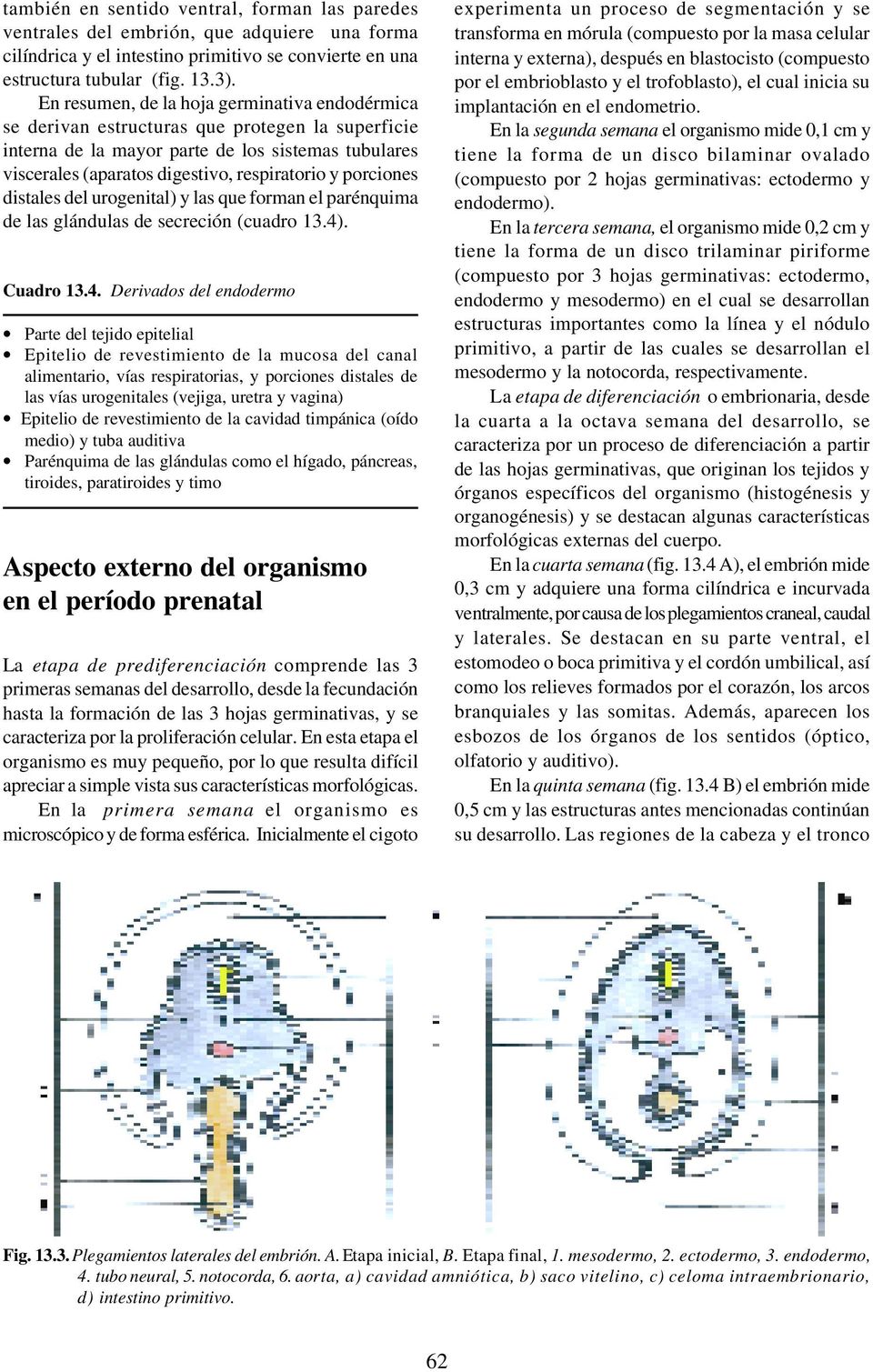 porciones distales del urogenital) y las que forman el parénquima de las glándulas de secreción (cuadro 13.4)