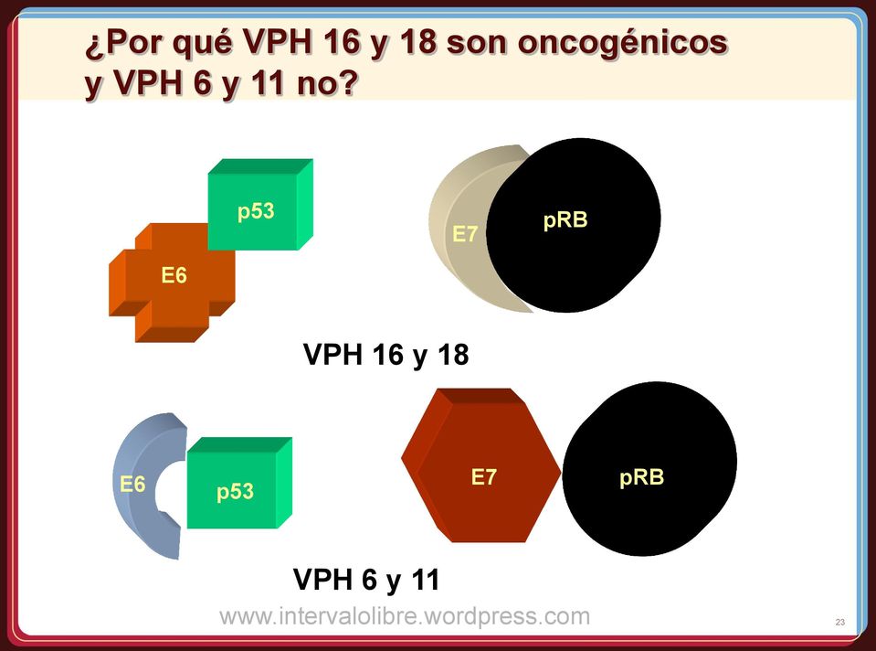 no? p53 E7 prb E6 VPH 16 y