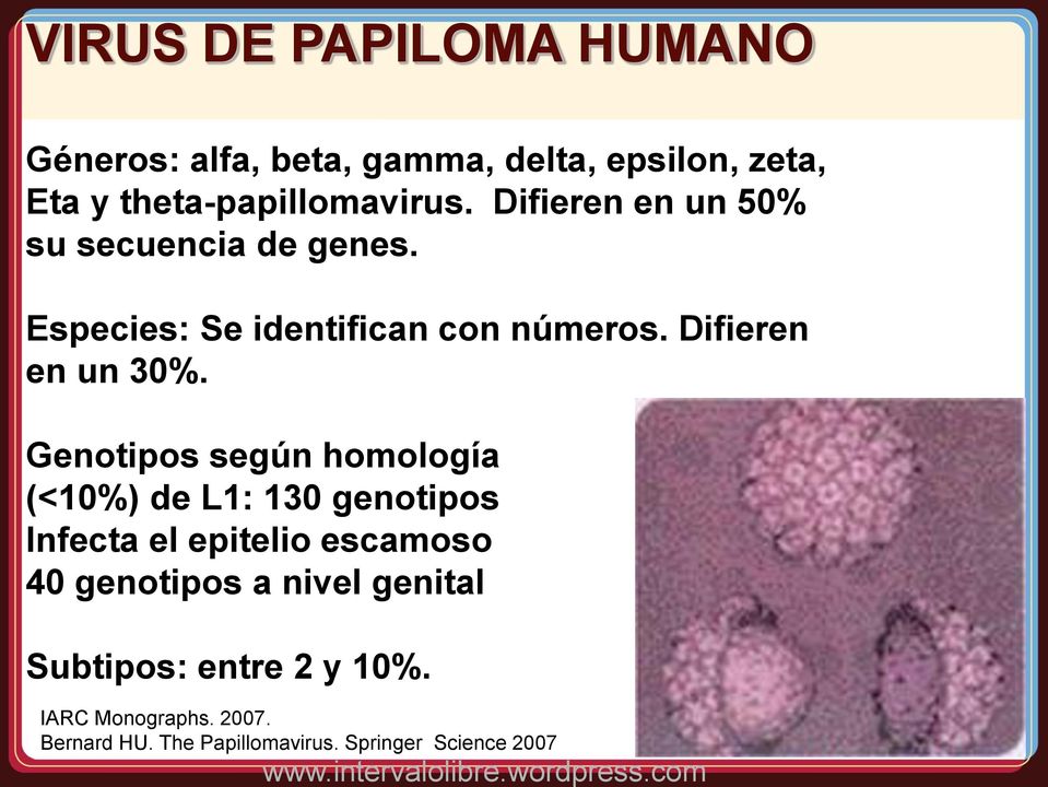 Genotipos según homología (<10%) de L1: 130 genotipos Infecta el epitelio escamoso 40 genotipos a nivel