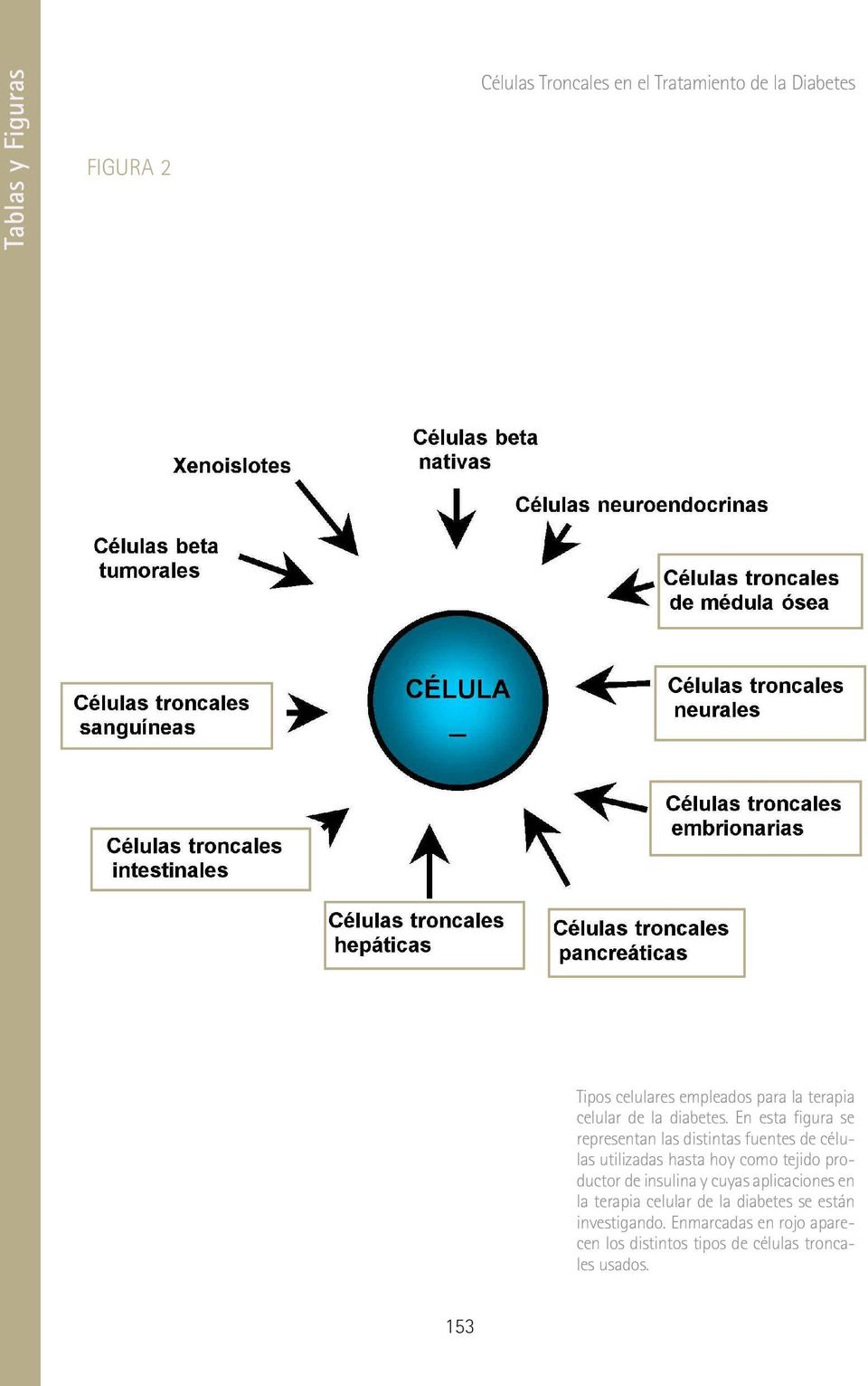 En esta figura se representan las distintas fuentes de células utilizadas hasta hoy como tejido productor