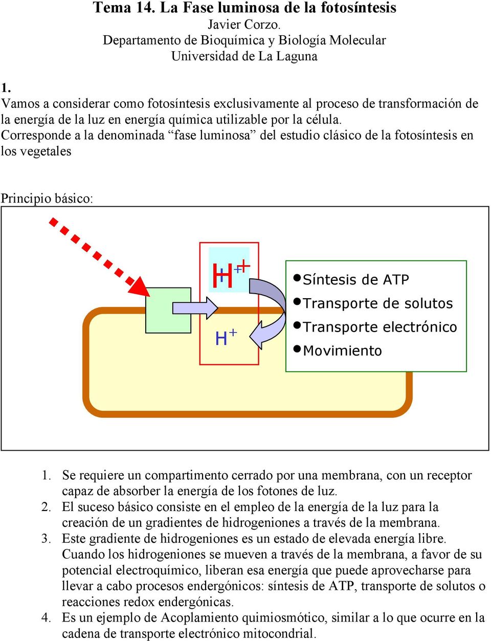 orresponde a la denominada fase luminosa del estudio clásico de la fotosíntesis en los vegetales Principio básico: H + H + Síntesis de ATP Transporte de solutos Transporte electrónico Movimiento 1.