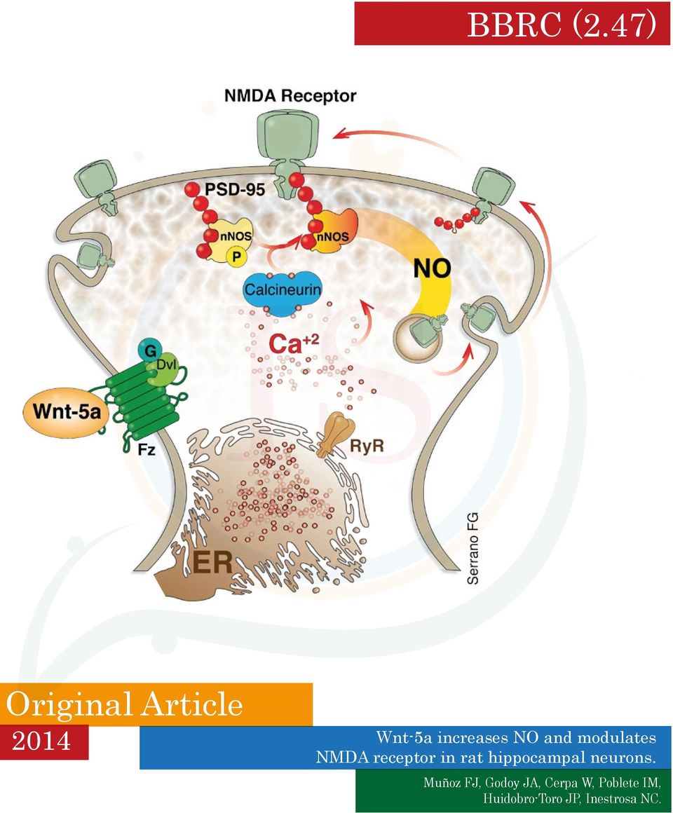 modulates NMDA receptor in rat hippocampal