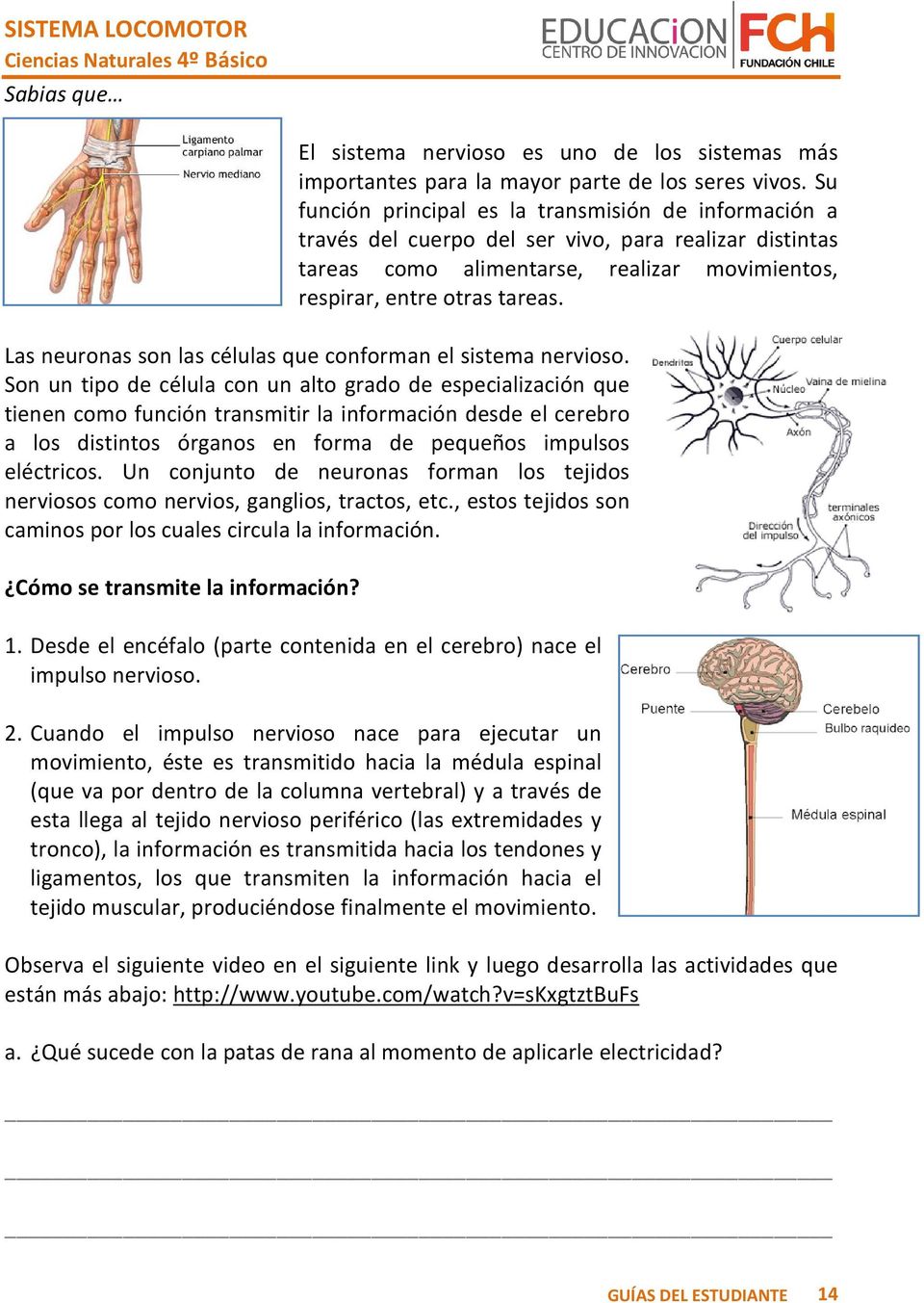 Las neuronas son las células que conforman el sistema nervioso.