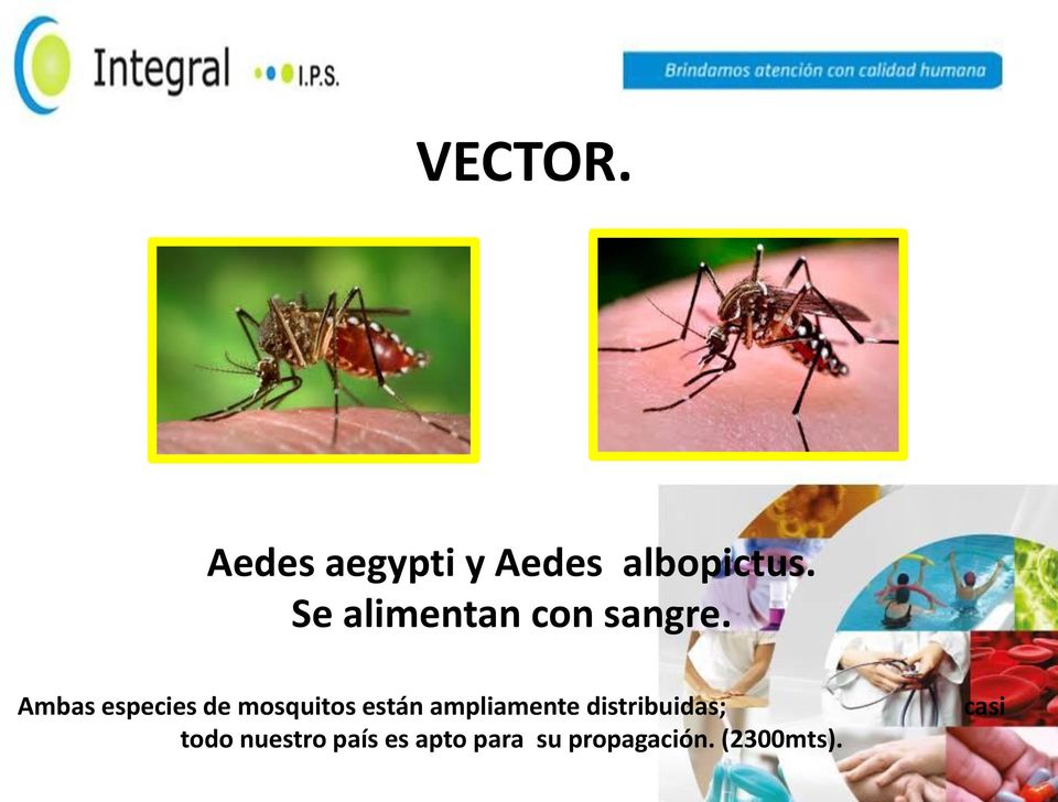 Ambas especies de mosquitos están ampliamente