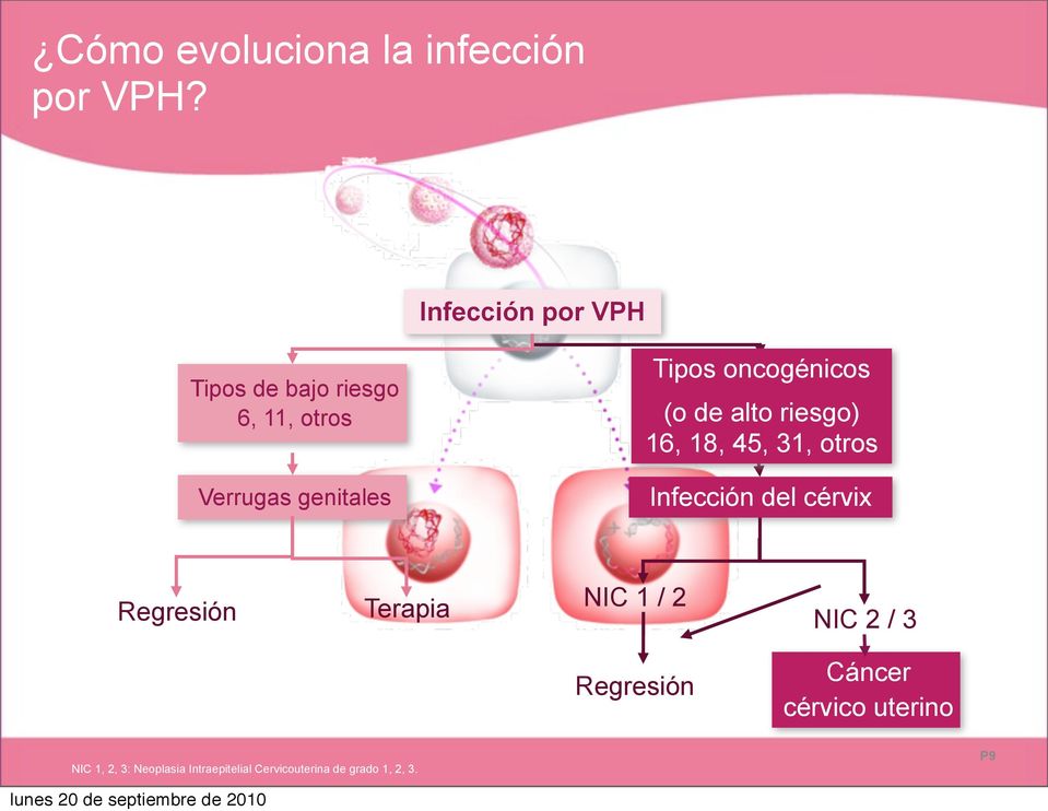 oncogénicos (o de alto riesgo) 16, 18, 45, 31, otros Infección del cérvix Regresión