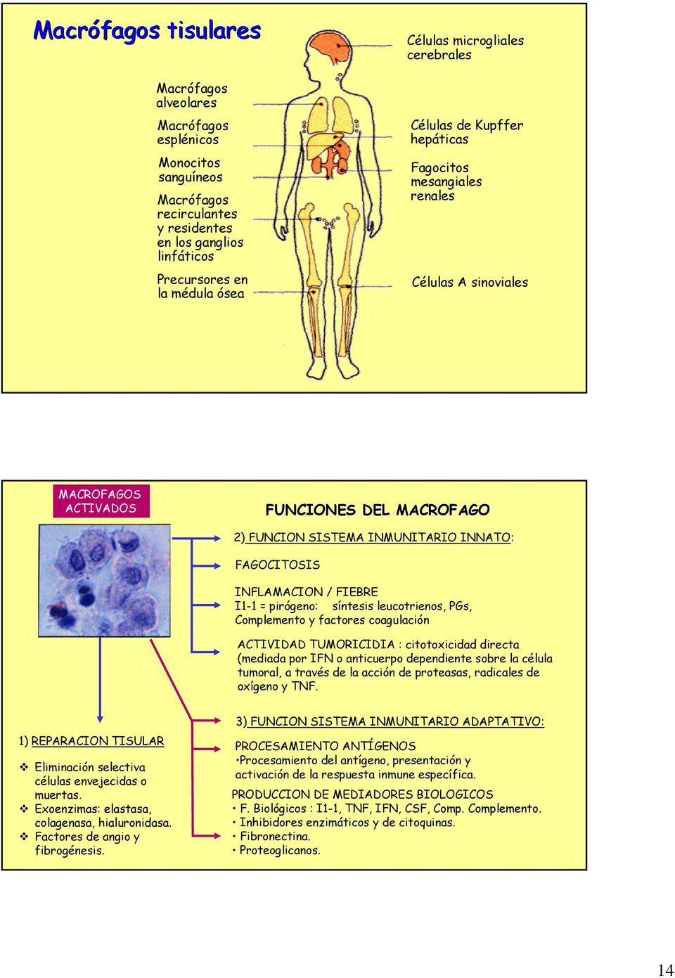 INFLAMACION / FIEBRE I1-1 = pirógeno: síntesis leucotrienos, PGs, Complemento y factores coagulación ACTIVIDAD TUMORICIDIA : citotoxicidad directa (mediada por IFN o anticuerpo dependiente sobre la