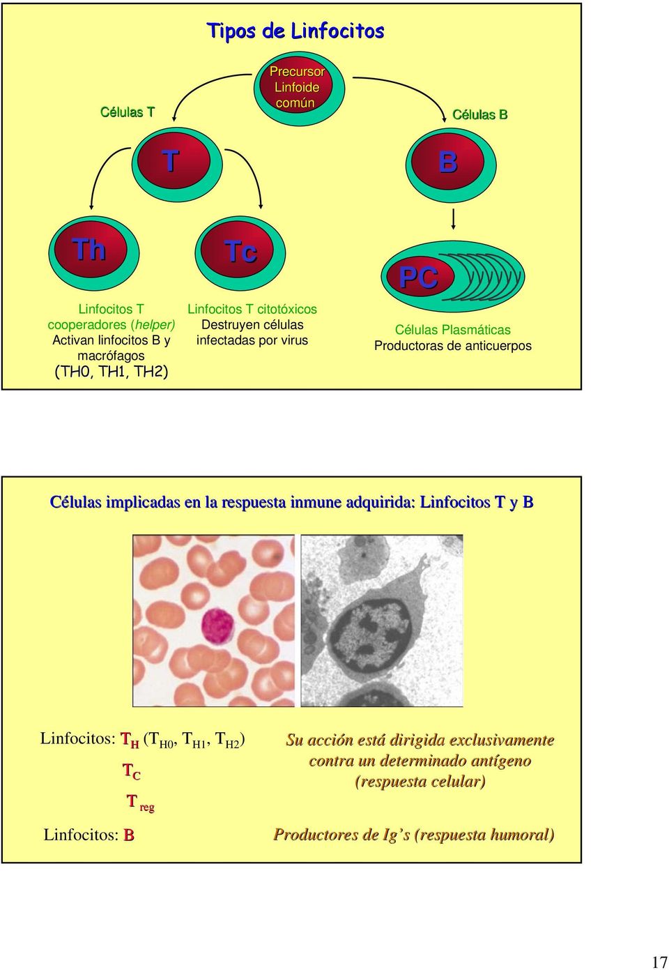 anticuerpos Células implicadas en la respuesta inmune adquirida: Linfocitos T y B Linfocitos: T H (T H0, T H1, T H2 ) T C Linfocitos:
