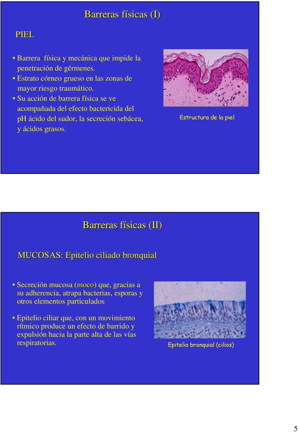 Estructura de la piel Barreras físicas f (II) MUCOSAS: Epitelio ciliado bronquial Secreción mucosa (moco) que, gracias a su adherencia, atrapa bacterias,