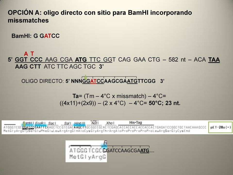 AAG CTT ATC TTC AGC TGC 3 OLIGO DIRECTO: 5 NNNGGATCCAAGCGAATGTTCGG 3 Ta=