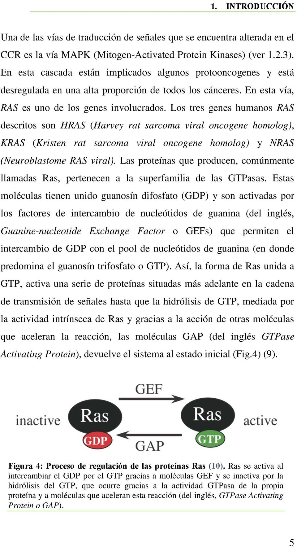 Los tres genes humanos RAS descritos son HRAS (Harvey rat sarcoma viral oncogene homolog), KRAS (Kristen rat sarcoma viral oncogene homolog) y NRAS (Neuroblastome RAS viral).