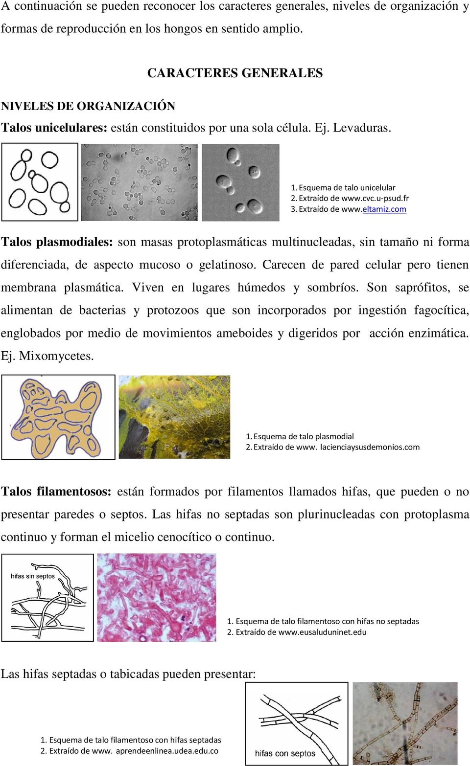 Talos plasmodiales: son masas protoplasmáticas multinucleadas, sin tamaño ni forma diferenciada, de aspecto mucoso o gelatinoso. Carecen de pared celular pero tienen membrana plasmática.