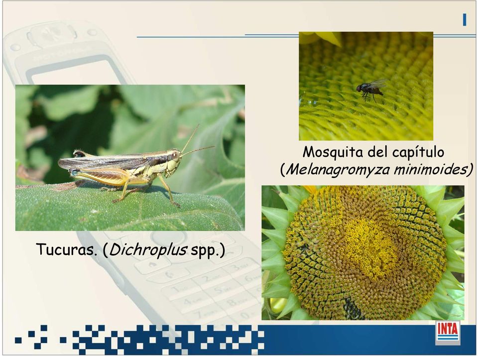 (Melanagromyza