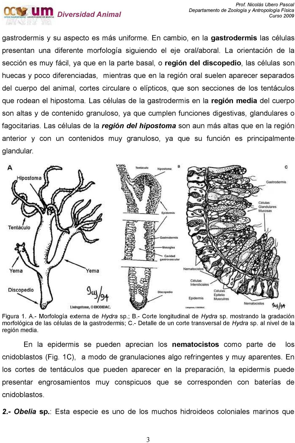 cuerpo del animal, cortes circulare o elípticos, que son secciones de los tentáculos que rodean el hipostoma.