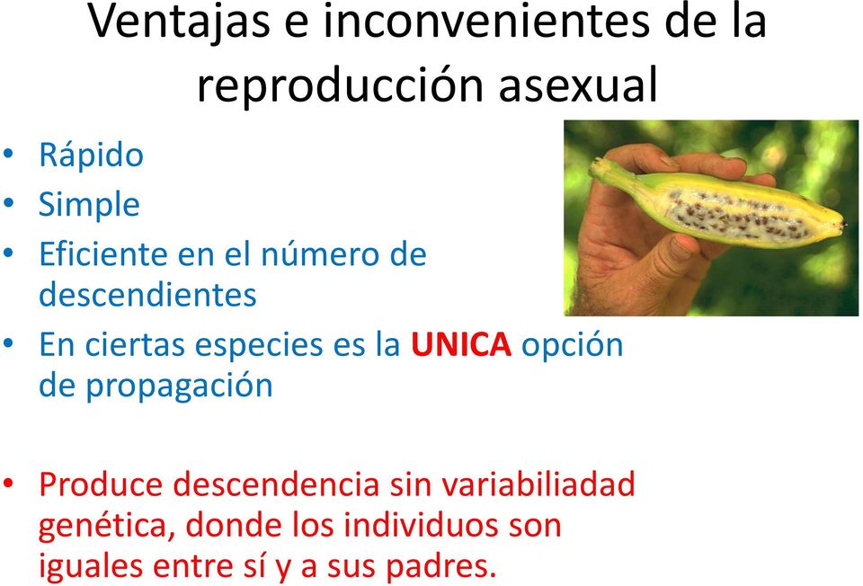 UNICA opción de propagación Produce descendencia sin variabiliadad