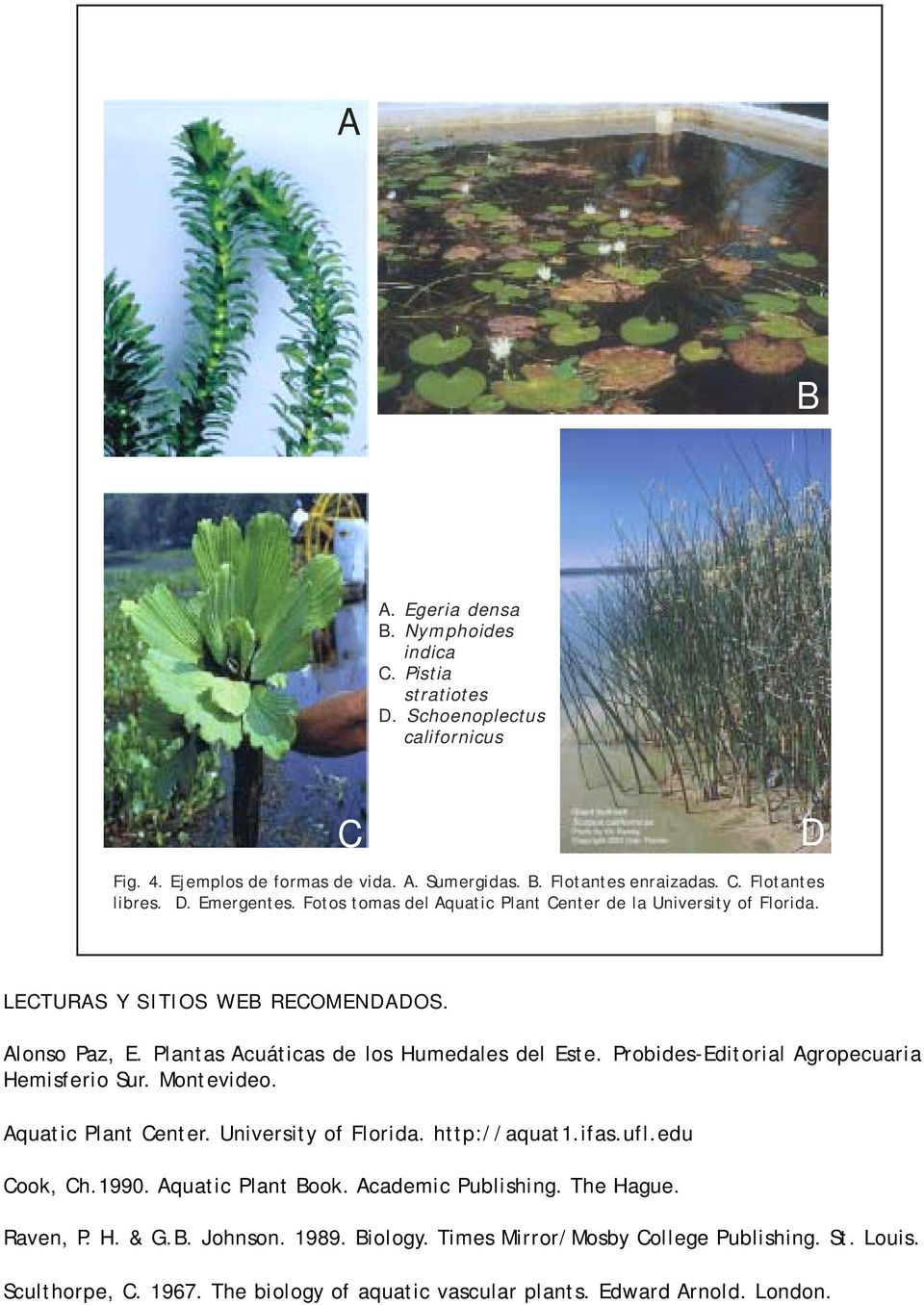 Probides-Editorial Agropecuaria Hemisferio Sur. Montevideo. Aquatic Plant Center. University of Florida. http://aquat1.ifas.ufl.edu Cook, Ch.1990. Aquatic Plant Book. Academic Publishing.