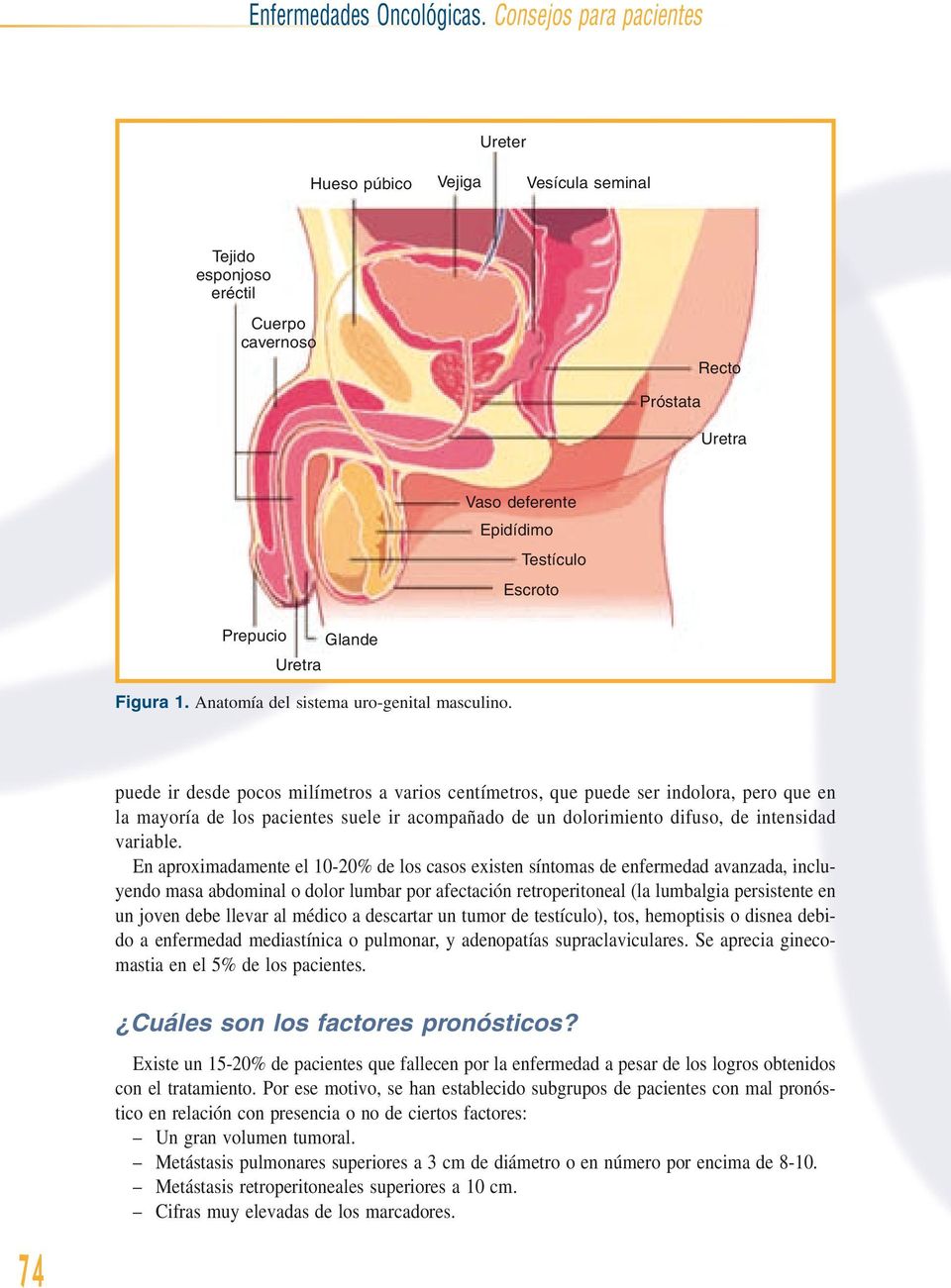 Figura 1. Anatomía del sistema uro-genital masculino.