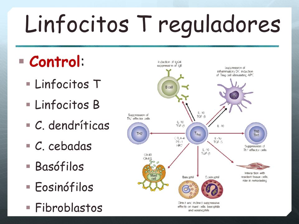 Linfocitos B C. dendríticas C.