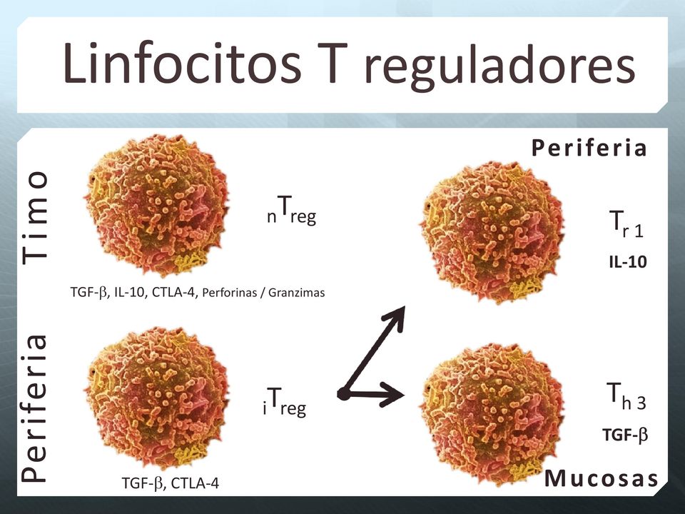 TGF-b, IL-10, CTLA-4, Perforinas /