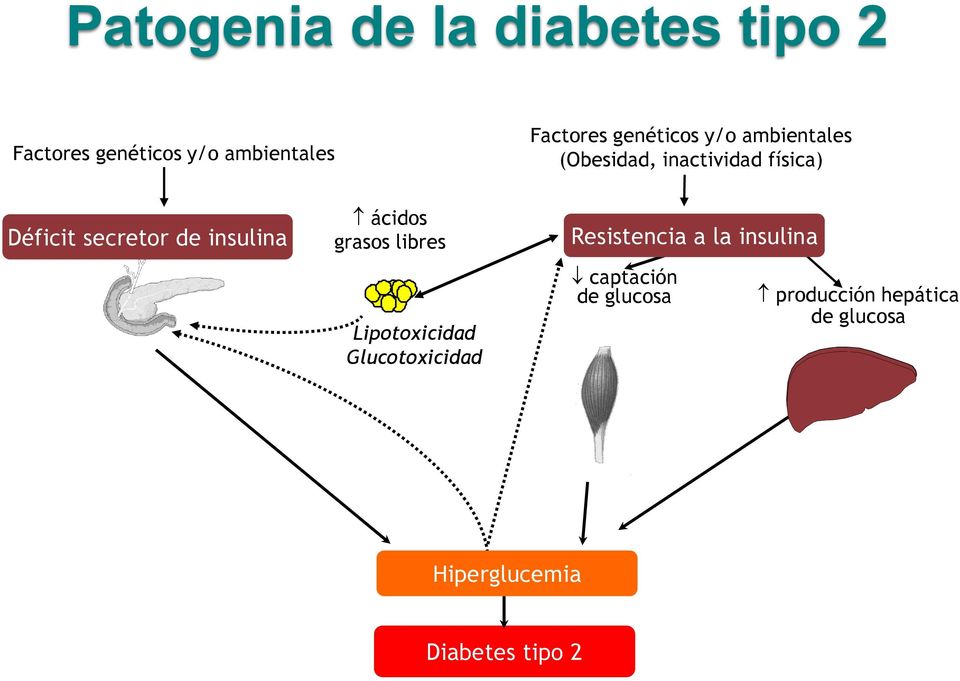 insulina ácidos grasos libres Lipotoxicidad Glucotoxicidad Resistencia a la