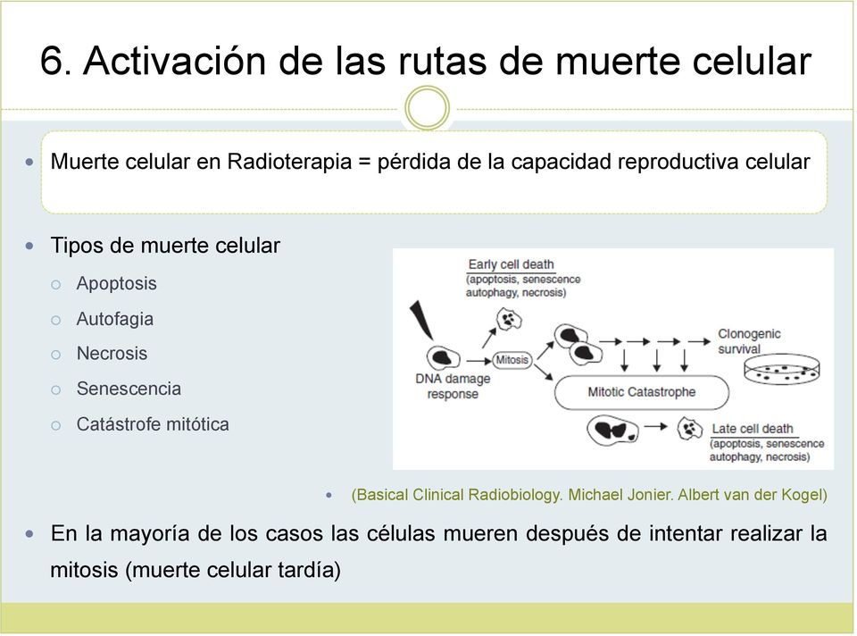 Catástrofe mitótica (Basical Clinical Radiobiology. Michael Jonier.