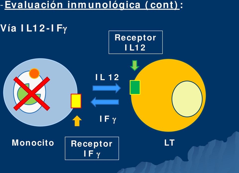 Vía IL12-IFγ Receptor