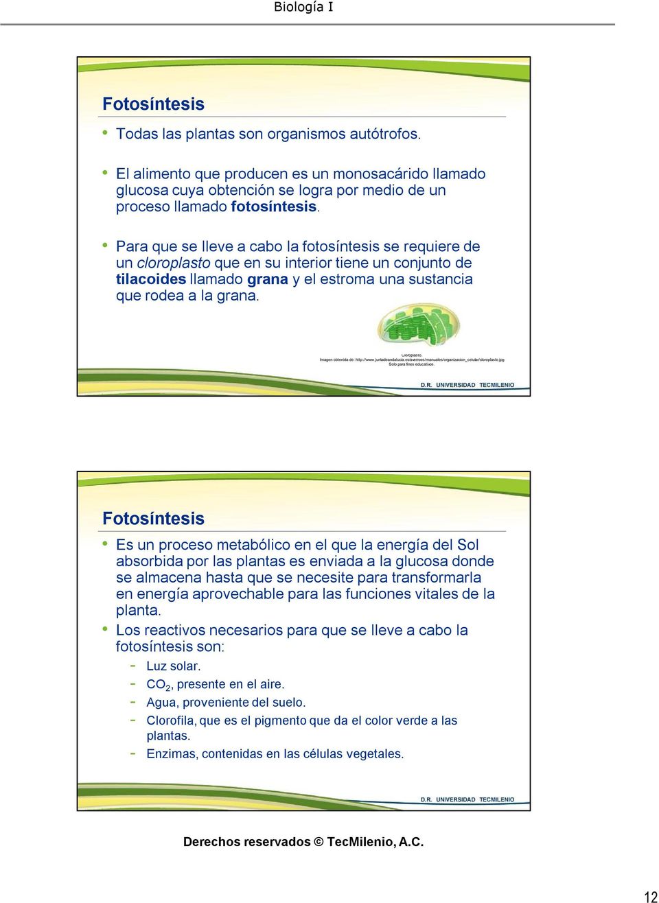 Imagen obtenida de: http://www.juntadeandalucia.es/averroes/manuales/organizacion_celular/cloroplasto.jpg Solo para fines educativos.
