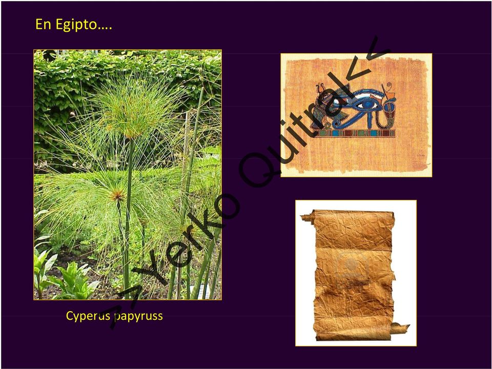 papyruss
