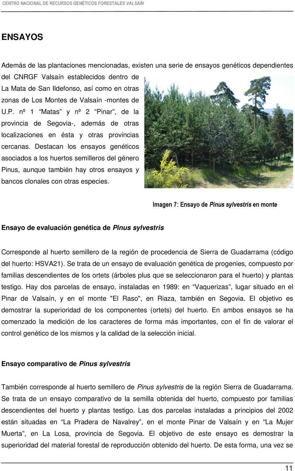 Destacan los ensayos genéticos asociados a los huertos semilleros del género Pinus, aunque también hay otros ensayos y bancos clonales con otras especies.