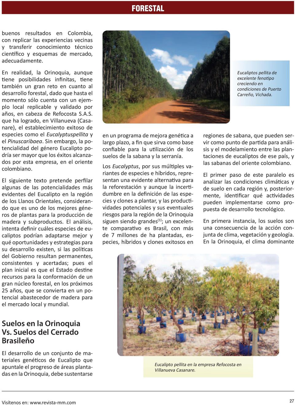 validado por años, en cabeza de Refocosta S.A.S. que ha logrado, en Villanueva (Casanare), el establecimiento exitoso de especies como el Eucalyptuspellita y el Pinuscaribaea.