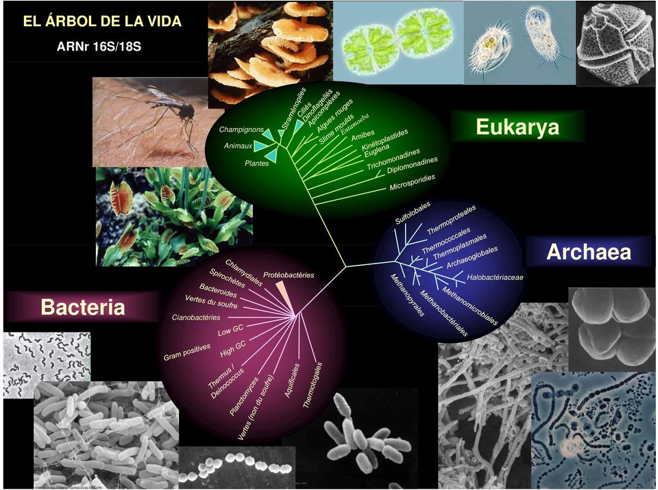 Eukarya a Plantes Archaea