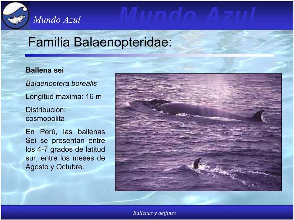 cosmopolita En Perú, las ballenas Sei se presentan