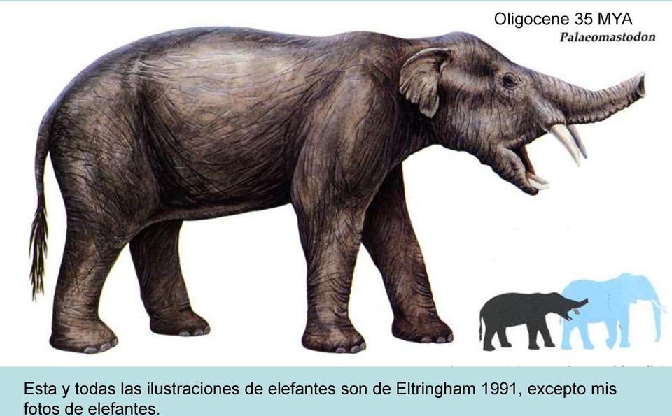 elefantes son de Eltringham
