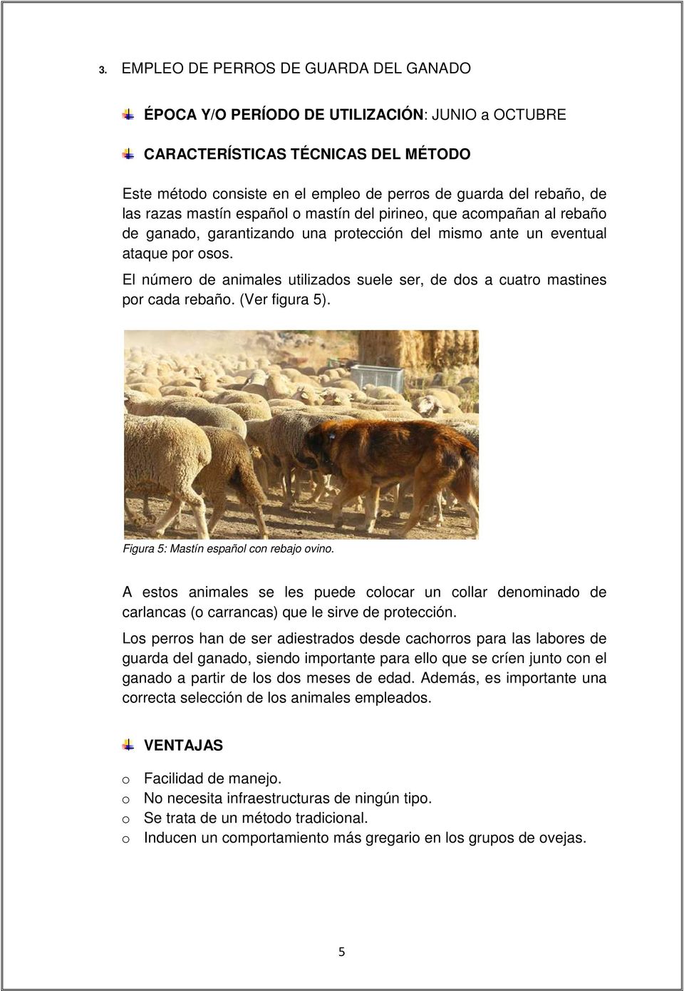 El número de animales utilizados suele ser, de dos a cuatro mastines por cada rebaño. (Ver figura 5). Figura 5: Mastín español con rebajo ovino.