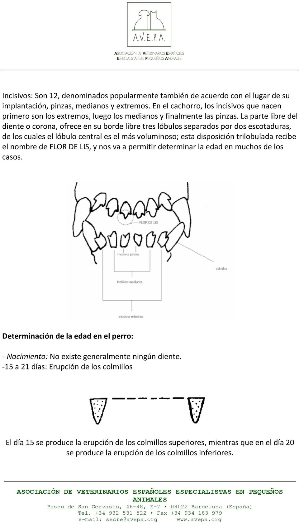 La parte libre del diente o corona, ofrece en su borde libre tres lóbulos separados por dos escotaduras, de los cuales el lóbulo central es el más voluminoso; esta disposición trilobulada recibe el