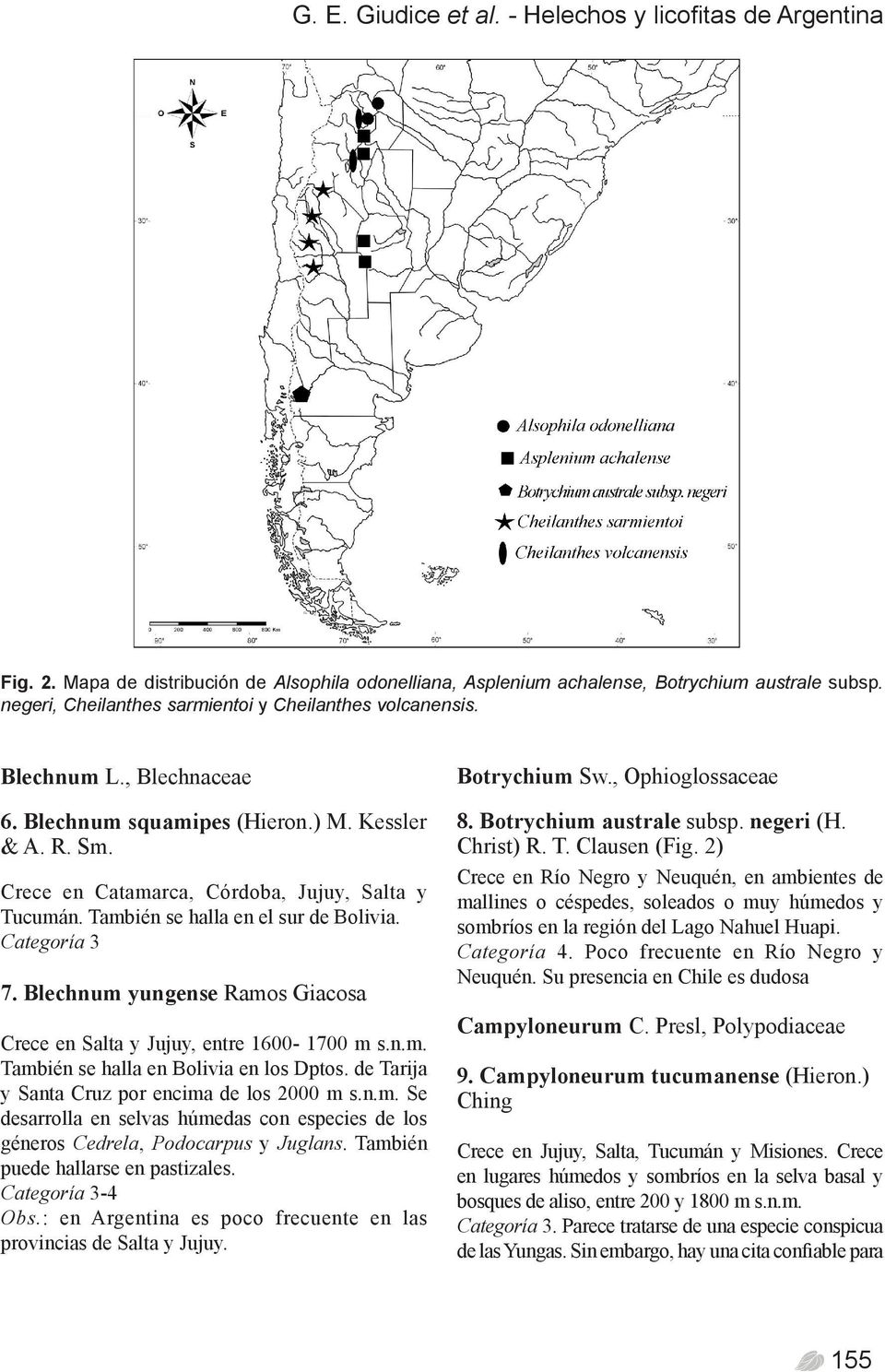 También se halla en el sur de Bolivia. Categoría 3 7. Blechnum yungense Ramos Giacosa Crece en Salta y Jujuy, entre 1600-1700 m s.n.m. También se halla en Bolivia en los Dptos.
