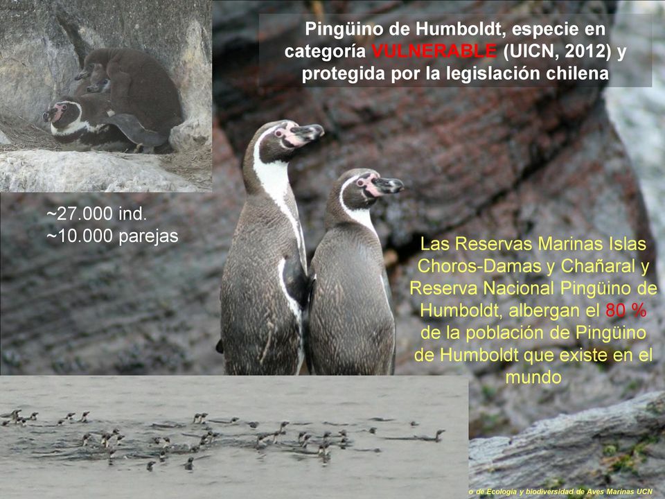 000 parejas Las Reservas Marinas Islas Choros-Damas y Chañaral y Reserva Nacional Pingüino de