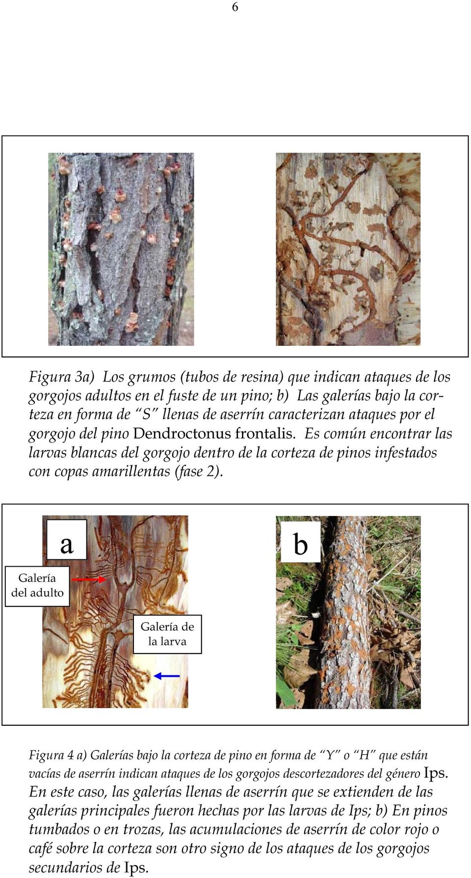 a b Galería del adulto Galería de la larva Figura 4 a) Galerías bajo la corteza de pino en forma de Y o H que están vacías de aserrín indican ataques de los gorgojos descortezadores del género Ips.