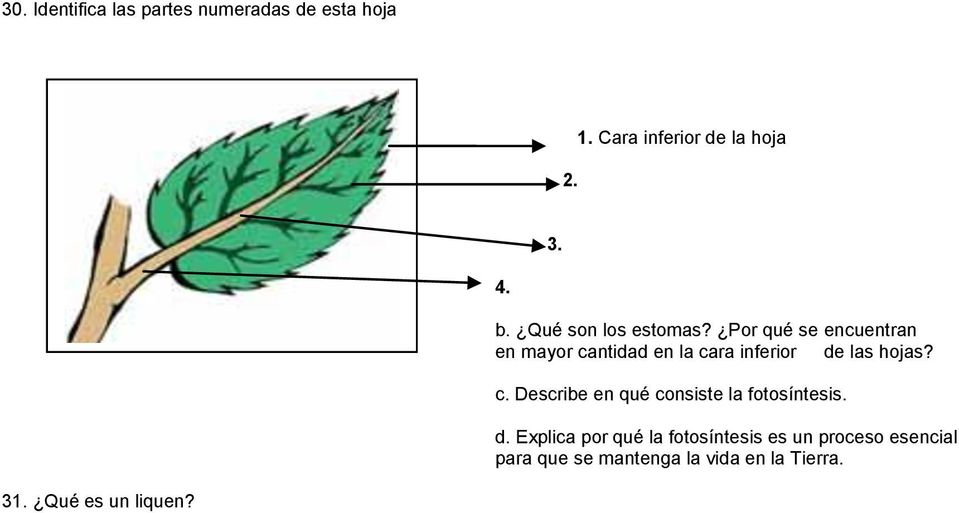 Por qué se encuentran en mayor cantidad en la cara inferior de las hojas? c. Describe en qué consiste la fotosíntesis.