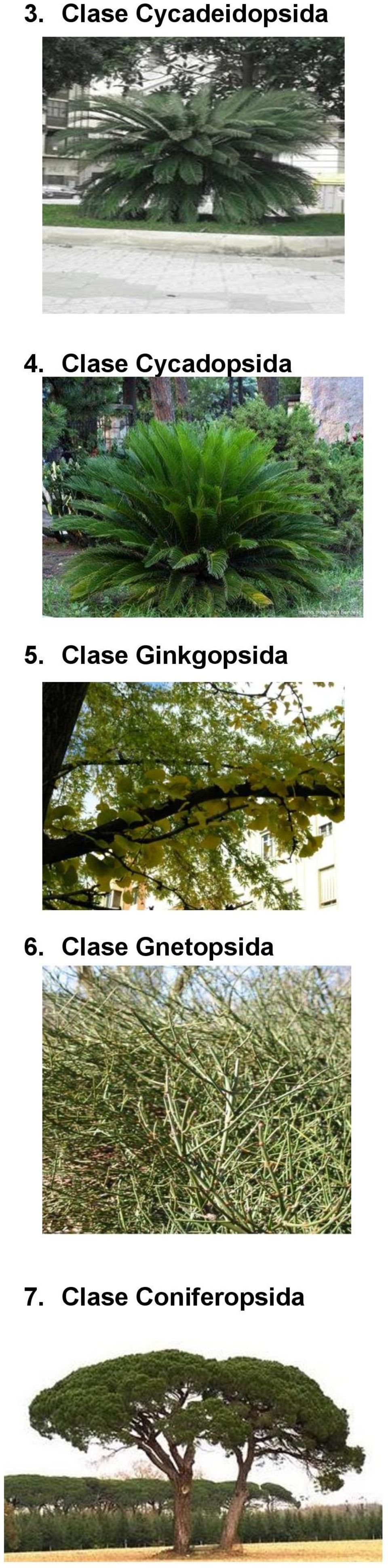 Clase Ginkgopsida 6.