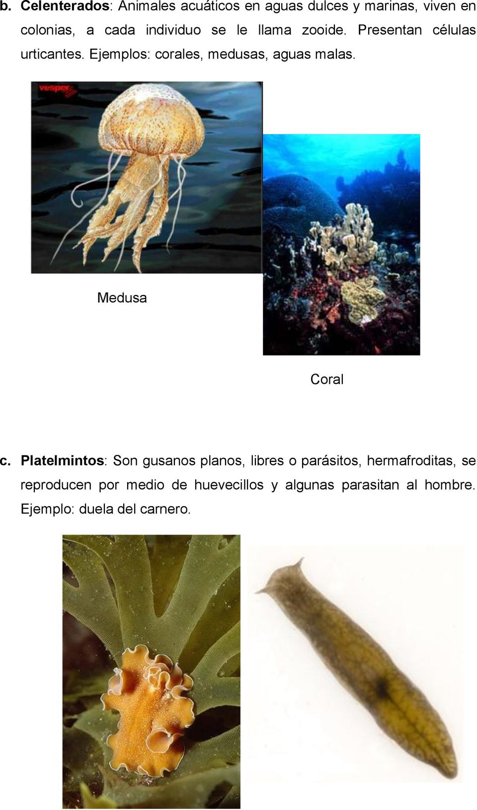 Ejemplos: corales, medusas, aguas malas. Medusa Coral c.
