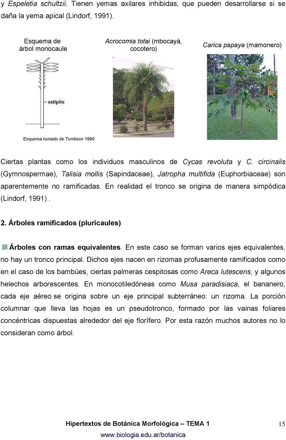 circinalis (Gymnospermae), Talisia mollis (Sapindaceae), Jatropha multifida (Euphorbiaceae) son aparentemente no ramificadas. En realidad el tronco se origina de manera simpódica (Lindorf, 1991). 2.