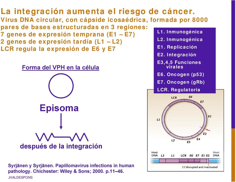 E7) 2 genes de expresión tardía (L1 L2) LCR regula la expresión de E6 y E7 Forma del VPH en la célula Episoma L1. Inmunogénica L2.