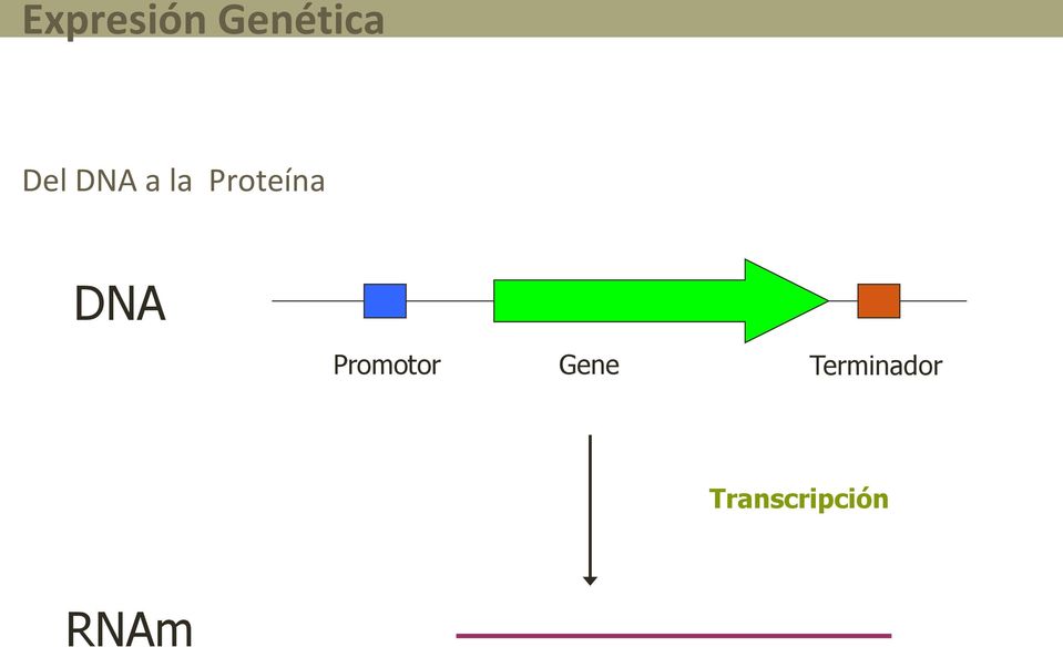 DNA Promotor Gene