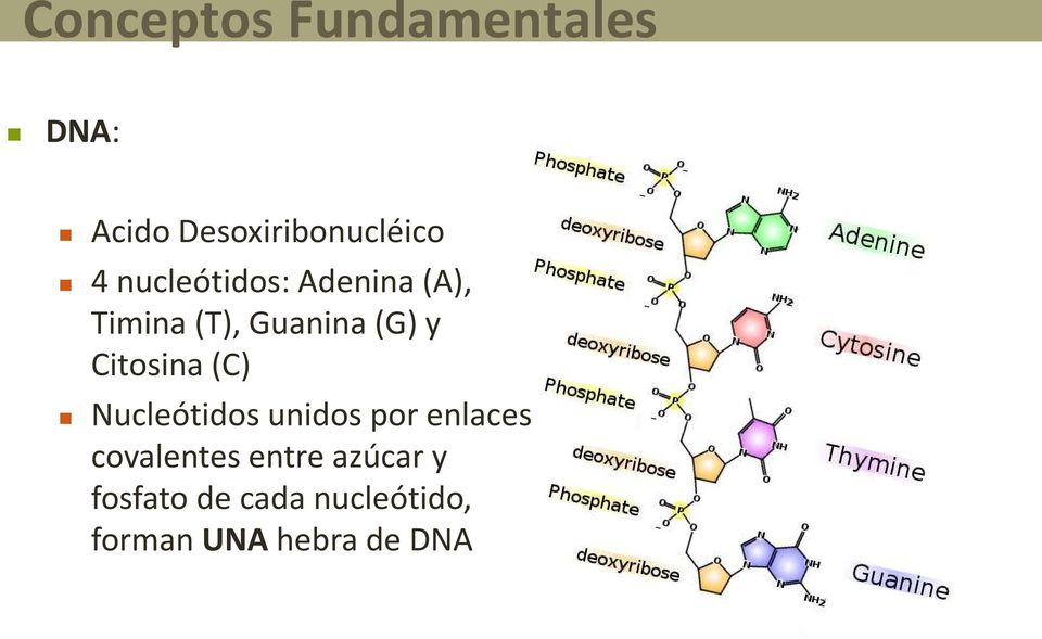 Citosina (C) Nucleótidos unidos por enlaces covalentes