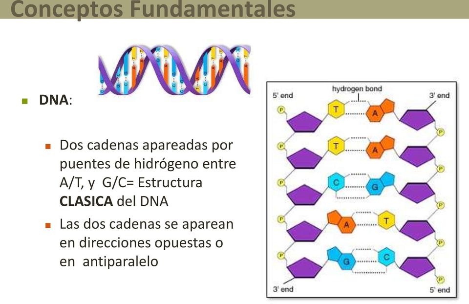 G/C= Estructura CLASICA del DNA Las dos cadenas