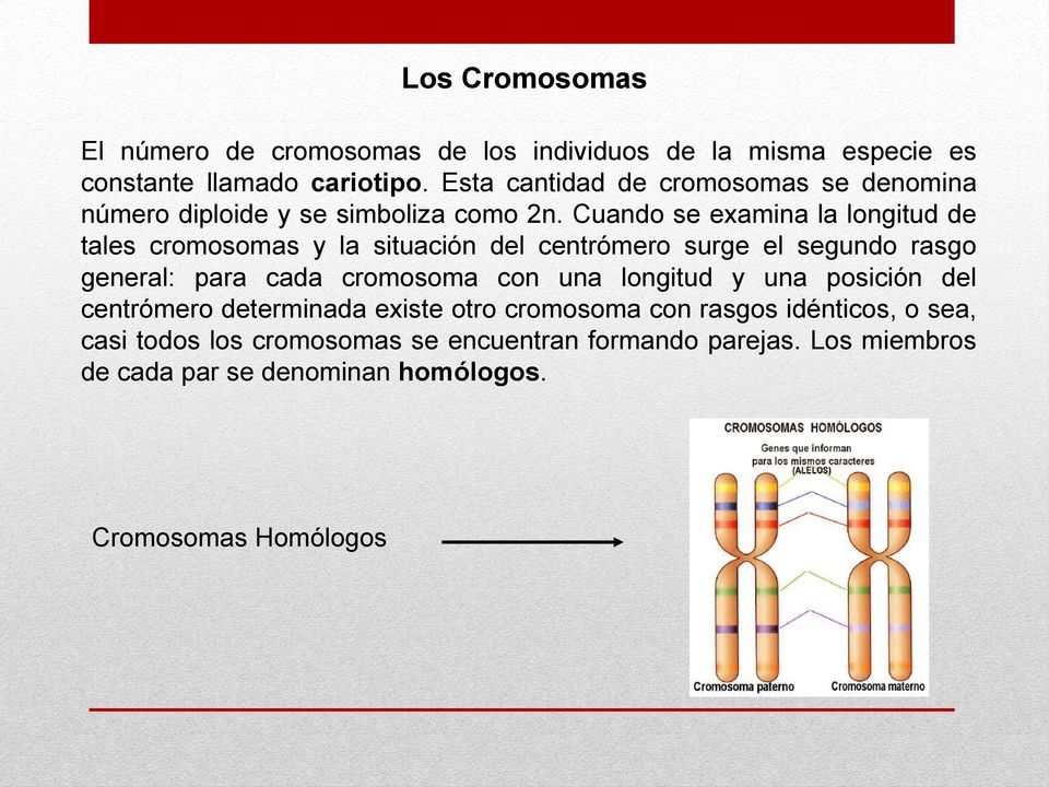 Cuando se examina la longitud de tales cromosomas y la situación del centrómero surge el segundo rasgo general: para cada cromosoma con una