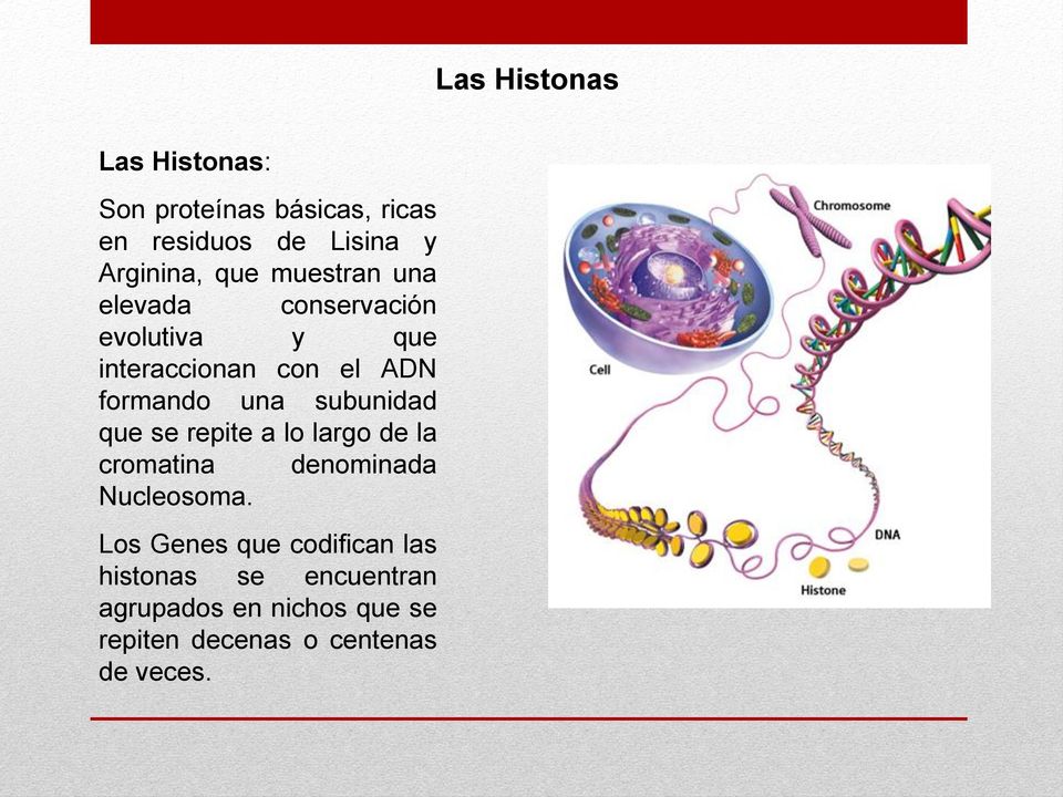 subunidad que se repite a lo largo de la cromatina denominada Nucleosoma.