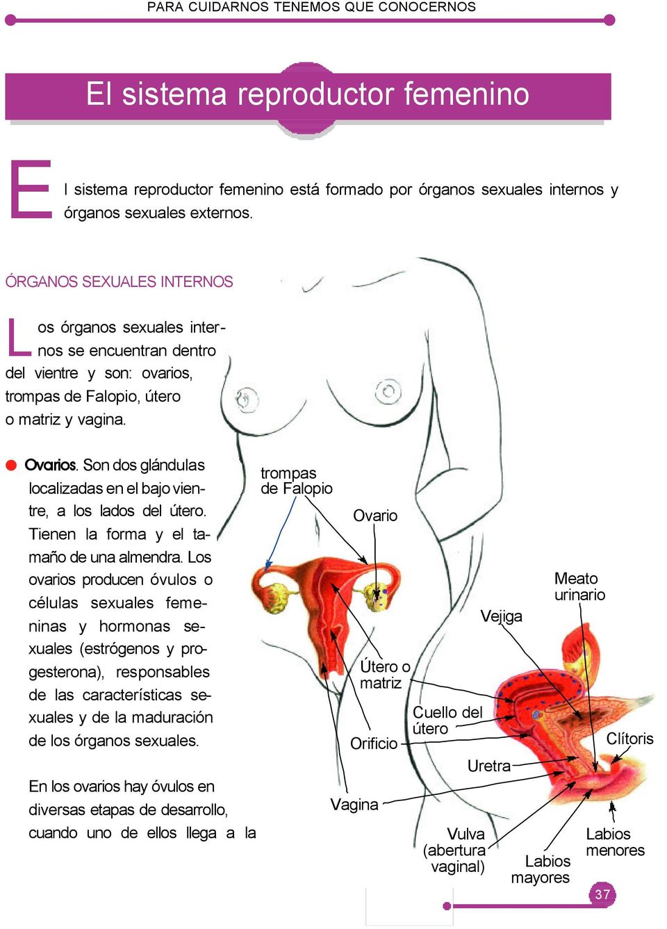 Son dos glándulas localizadas en el bajo vientre, a los lados del útero. Tienen la forma y el tamaño de una almendra.